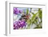 American Lady on Butterfly Bush, Illinois-Richard & Susan Day-Framed Photographic Print