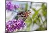 American Lady on Butterfly Bush, Illinois-Richard & Susan Day-Mounted Photographic Print