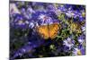 American Lady on Frikart's Aster, Aster frikartii, Illinois-Richard & Susan Day-Mounted Photographic Print