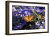 American Lady on Frikart's Aster, Aster frikartii, Illinois-Richard & Susan Day-Framed Photographic Print