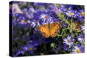 American Lady on Frikart's Aster, Aster frikartii, Illinois-Richard & Susan Day-Stretched Canvas