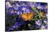 American Lady on Frikart's Aster, Aster frikartii, Illinois-Richard & Susan Day-Stretched Canvas