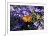 American Lady on Frikart's Aster, Aster frikartii, Illinois-Richard & Susan Day-Framed Premium Photographic Print