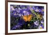 American Lady on Frikart's Aster, Aster frikartii, Illinois-Richard & Susan Day-Framed Premium Photographic Print