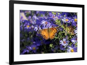 American Lady on Frikart's Aster, Aster frikartii, Illinois-Richard & Susan Day-Framed Premium Photographic Print