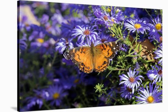 American Lady on Frikart's Aster, Aster frikartii, Illinois-Richard & Susan Day-Stretched Canvas