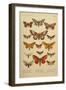 American Lepidoptera, Plate 3-null-Framed Giclee Print