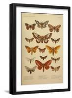 American Lepidoptera, Plate 3-null-Framed Giclee Print