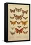 American Lepidoptera, Plate 3-null-Framed Stretched Canvas