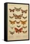 American Lepidoptera, Plate 3-null-Framed Stretched Canvas