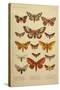 American Lepidoptera, Plate 3-null-Stretched Canvas