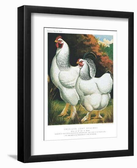 American Light Brahmas-null-Framed Art Print