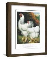 American Light Brahmas-null-Framed Art Print