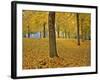 American Linden Trees in Fall Colors, Portland, Oregon, USA-Jaynes Gallery-Framed Photographic Print