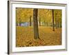 American Linden Trees in Fall Colors, Portland, Oregon, USA-Jaynes Gallery-Framed Photographic Print