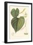 American Linden-Sprague-Framed Art Print