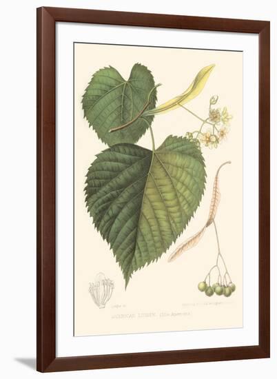 American Linden-Sprague-Framed Art Print