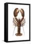 American Lobster, From a Specimen in Eastport, Maine, 1880s-null-Framed Stretched Canvas