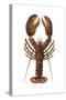 American Lobster, From a Specimen in Eastport, Maine, 1880s-null-Stretched Canvas