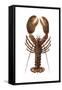American Lobster, From a Specimen in Eastport, Maine, 1880s-null-Framed Stretched Canvas
