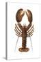 American Lobster, From a Specimen in Eastport, Maine, 1880s-null-Stretched Canvas