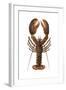 American Lobster, From a Specimen in Eastport, Maine, 1880s-null-Framed Photographic Print