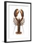 American Lobster, From a Specimen in Eastport, Maine, 1880s-null-Framed Photographic Print