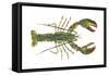 American Lobster (Homarus Americanus), Crustaceans-Encyclopaedia Britannica-Framed Stretched Canvas