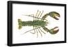 American Lobster (Homarus Americanus), Crustaceans-Encyclopaedia Britannica-Framed Poster