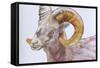 American Long Horn, 2004-Lou Gibbs-Framed Stretched Canvas