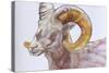 American Long Horn, 2004-Lou Gibbs-Stretched Canvas