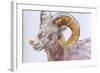 American Long Horn, 2004-Lou Gibbs-Framed Giclee Print