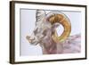 American Long Horn, 2004-Lou Gibbs-Framed Giclee Print