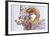 American Long Horn, 2004-Lou Gibbs-Framed Giclee Print