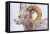 American Long Horn, 2004-Lou Gibbs-Framed Stretched Canvas