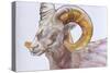 American Long Horn, 2004-Lou Gibbs-Stretched Canvas