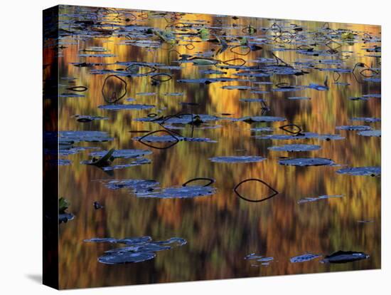 American Lotus in Autumn, Lake of the Ozarks, Missouri, USA-Charles Gurche-Stretched Canvas