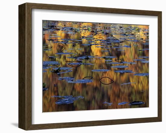 American Lotus in Autumn, Lake of the Ozarks, Missouri, USA-Charles Gurche-Framed Premium Photographic Print