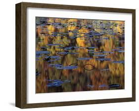 American Lotus in Autumn, Lake of the Ozarks, Missouri, USA-Charles Gurche-Framed Premium Photographic Print