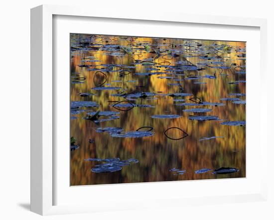 American Lotus in Autumn, Lake of the Ozarks, Missouri, USA-Charles Gurche-Framed Premium Photographic Print