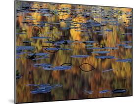 American Lotus in Autumn, Lake of the Ozarks, Missouri, USA-Charles Gurche-Mounted Premium Photographic Print