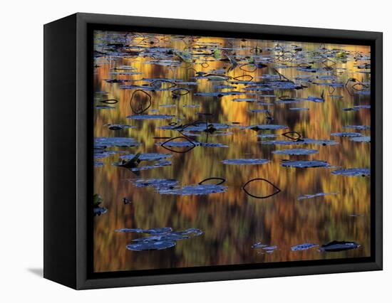 American Lotus in Autumn, Lake of the Ozarks, Missouri, USA-Charles Gurche-Framed Stretched Canvas