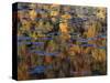 American Lotus in Autumn, Lake of the Ozarks, Missouri, USA-Charles Gurche-Stretched Canvas