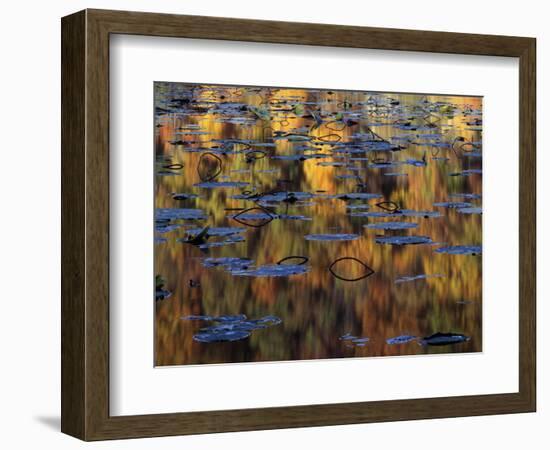 American Lotus in Autumn, Lake of the Ozarks, Missouri, USA-Charles Gurche-Framed Photographic Print