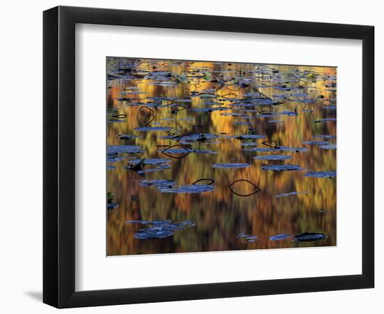 American Lotus in Autumn, Lake of the Ozarks, Missouri, USA-Charles Gurche-Framed Photographic Print