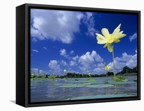 American Lotus, in Flower, Welder Wildlife Refuge, Rockport, Texas, USA-Rolf Nussbaumer-Framed Stretched Canvas