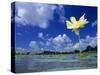 American Lotus, in Flower, Welder Wildlife Refuge, Rockport, Texas, USA-Rolf Nussbaumer-Stretched Canvas