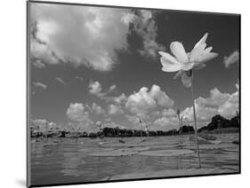 American Lotus, in Flower, Welder Wildlife Refuge, Rockport, Texas, USA-Rolf Nussbaumer-Mounted Premium Photographic Print