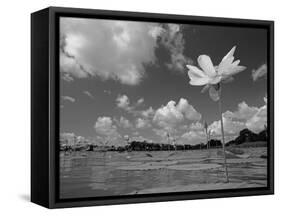 American Lotus, in Flower, Welder Wildlife Refuge, Rockport, Texas, USA-Rolf Nussbaumer-Framed Stretched Canvas