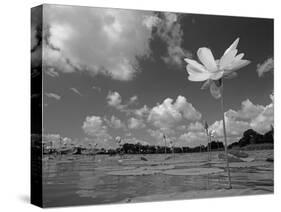 American Lotus, in Flower, Welder Wildlife Refuge, Rockport, Texas, USA-Rolf Nussbaumer-Stretched Canvas